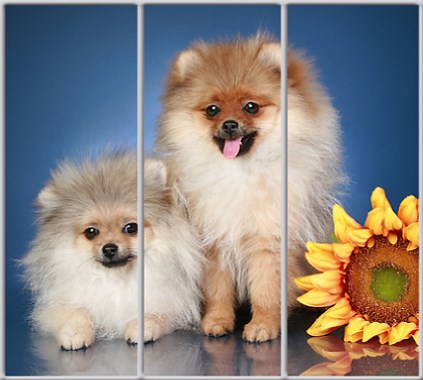 

Шкаф купе Luxe Studio Стандарт-1 Фотопечать Животные-51 2400x2200x450 трехдверный