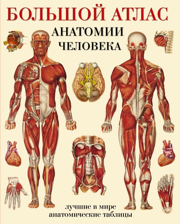

Большой атлас анатомии человека
