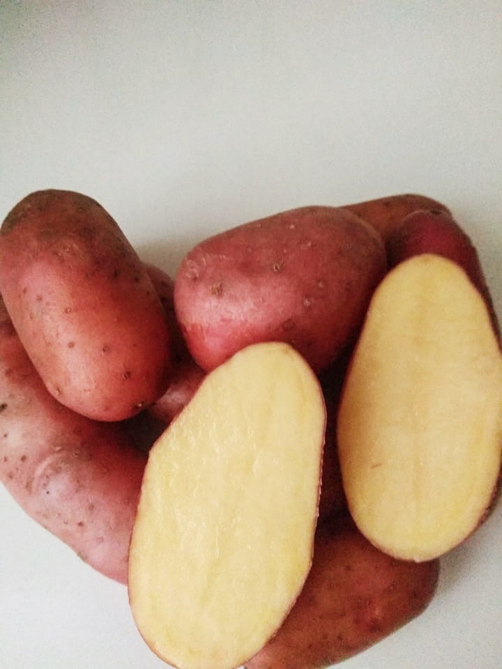 Томат тайсон. Картофель сорт Шери. Семенной картофель Алуэт. Сорт картофеля Алуэт. Сорокодневка сорт картофеля.