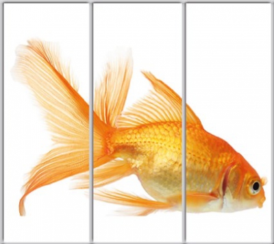 

Шкаф купе Luxe Studio Стандарт-1 Фотопечать Животные-56 2300x2300x600 трехдверный