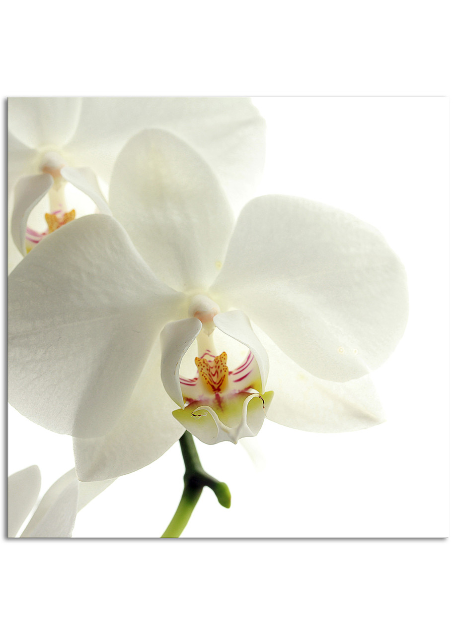 

Фотокартина на холсте Большая белая Орхидея, 90*90 см