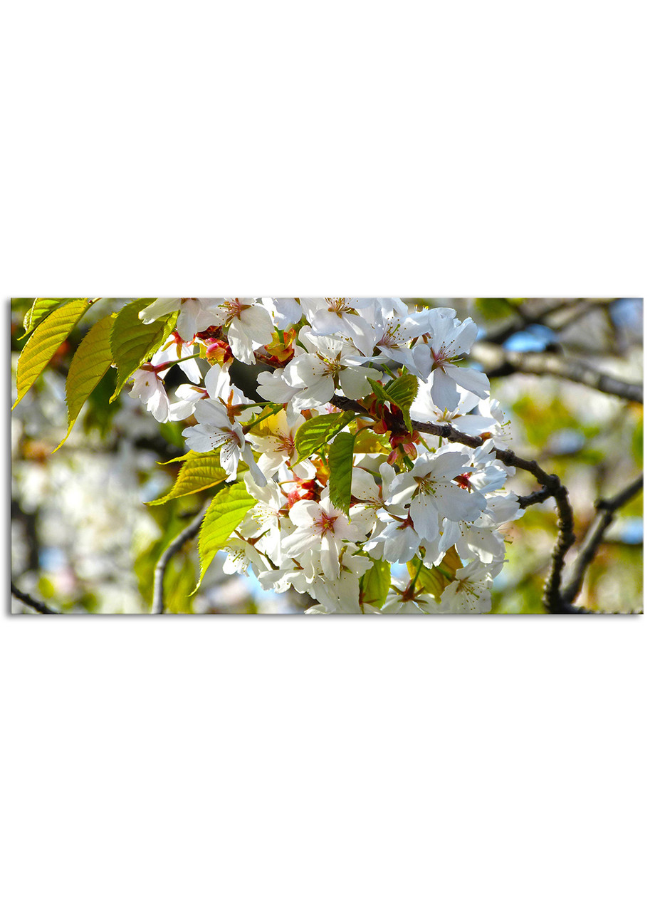 

Фотокартина на холсте Цвет вишни, 50*100 см