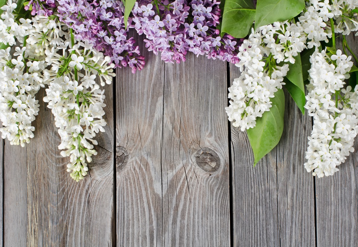 

BeHappy Фотообои: Сирень и дерево flowers00097 Карат