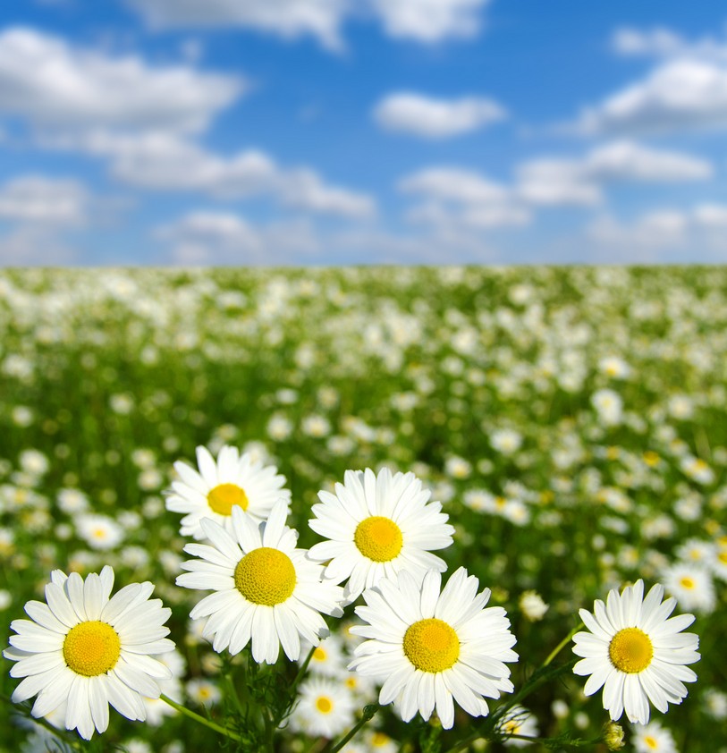 

BeHappy Фотообои: Ромашки в поле flowers00002 Песок