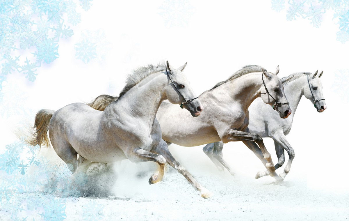 

BeHappy Фотообои: Белые скакуны ANI-023 Фреска