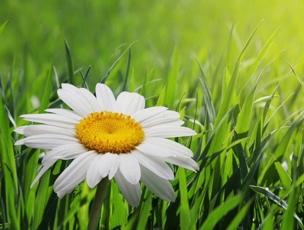 

BeHappy Фотообои: Полевая ромашка flowers00018 Фреска