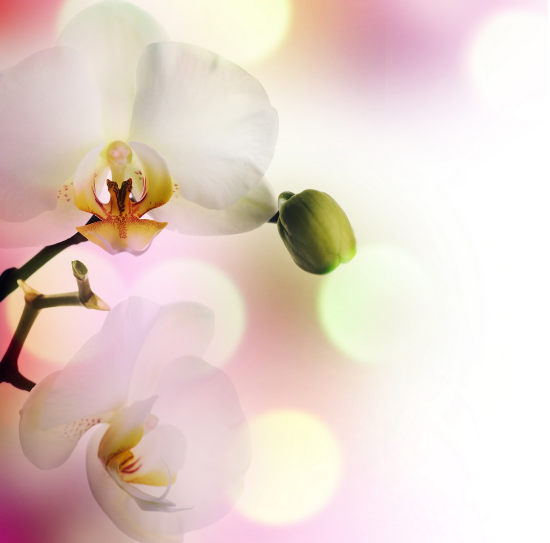 

BeHappy Фотообои: Нежные орхидеи flowers00008 Гладь