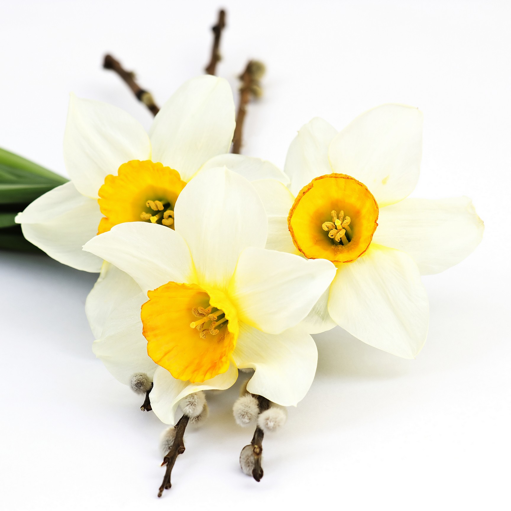 

BeHappy Фотообои: Нарциссы flowers00092 Карат