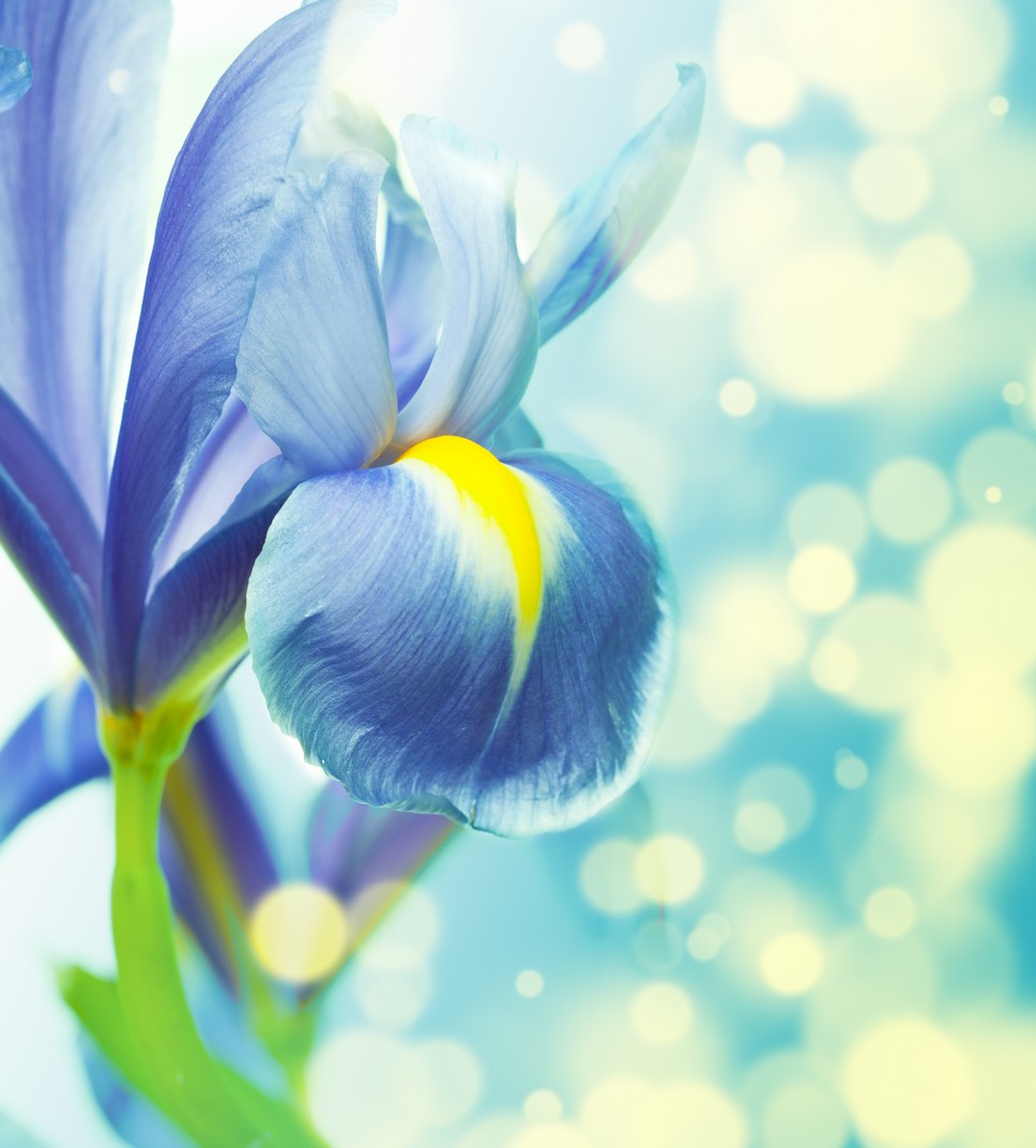 

BeHappy Фотообои: Голубой цветок flowers00081 Декор. штукатурка