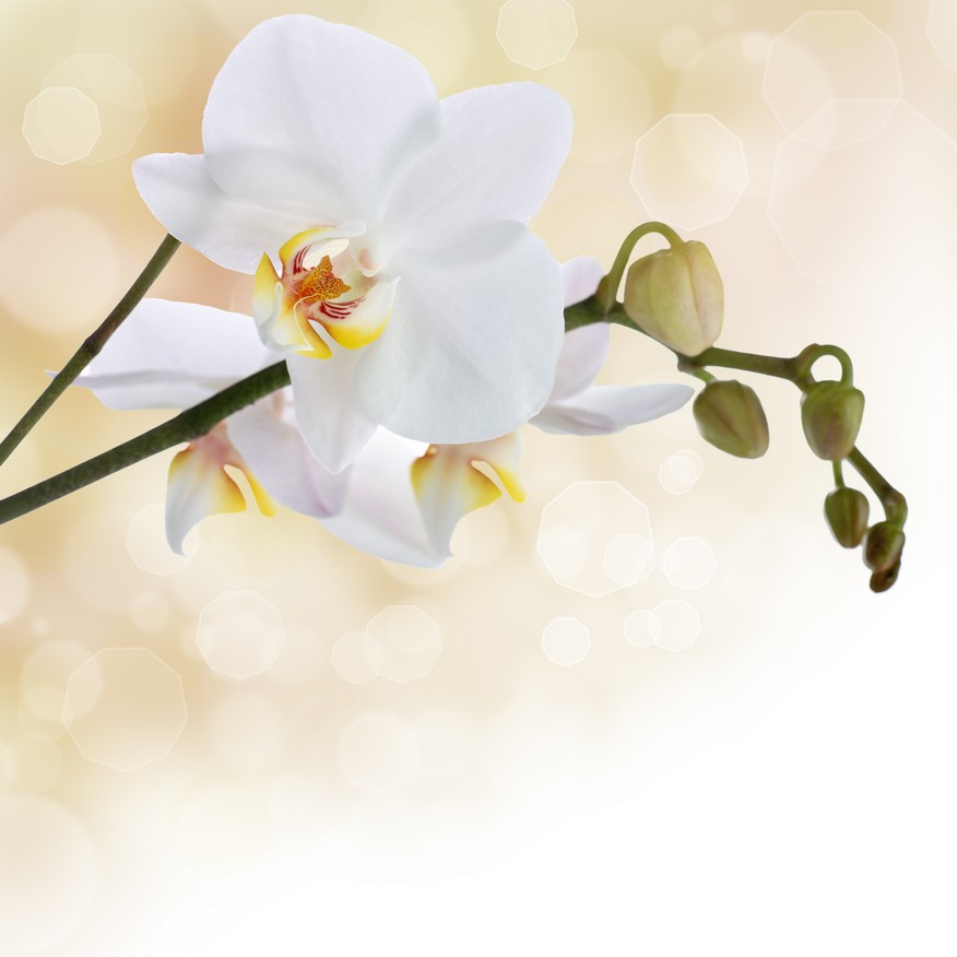 

BeHappy Фотообои: Белые орхидеи flowers00049 Песок