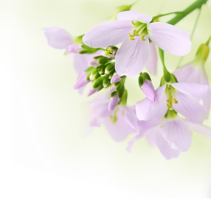 

BeHappy Фотообои: Нежность и очарование flowers00046 Базальт