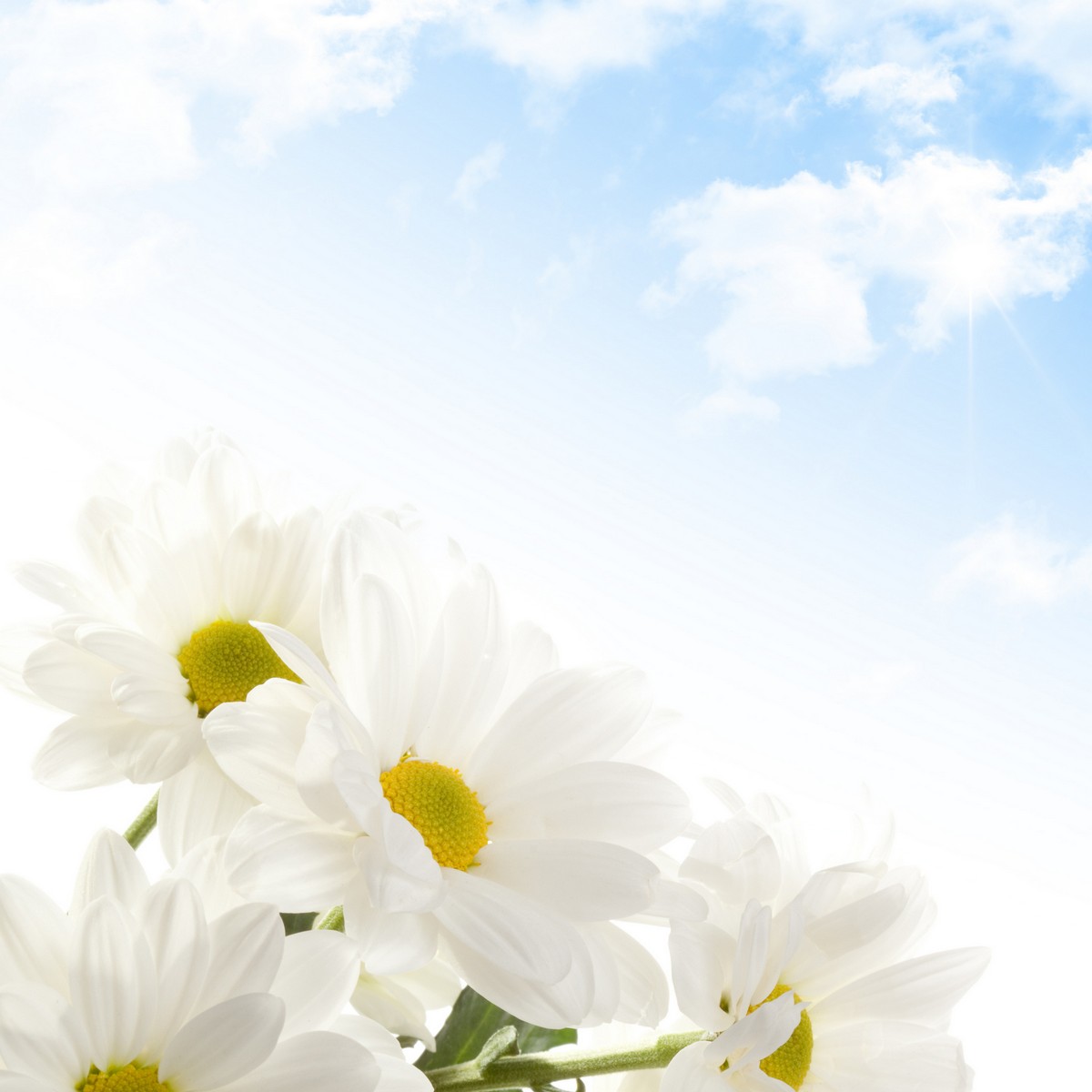 

BeHappy Фотообои: Белые цветы NAT-165 Карат