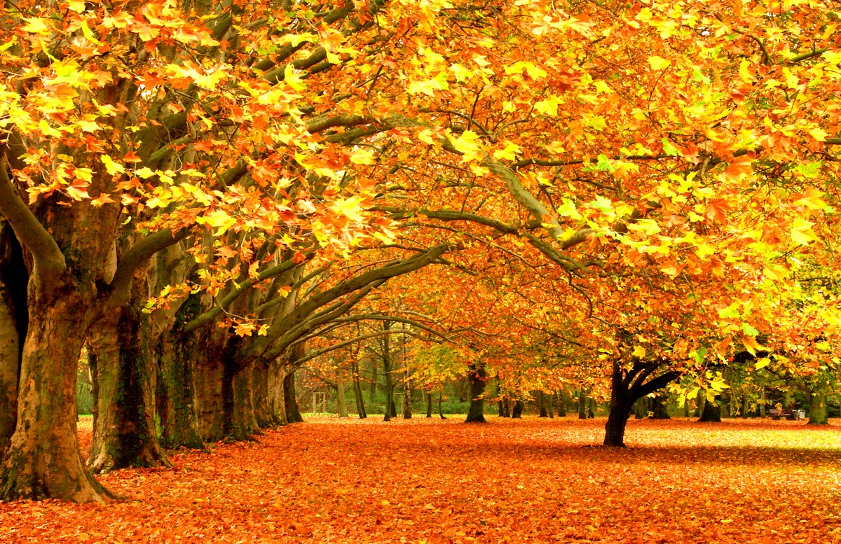 

BeHappy Фотообои: Осенний парк NAT-001 Фреска