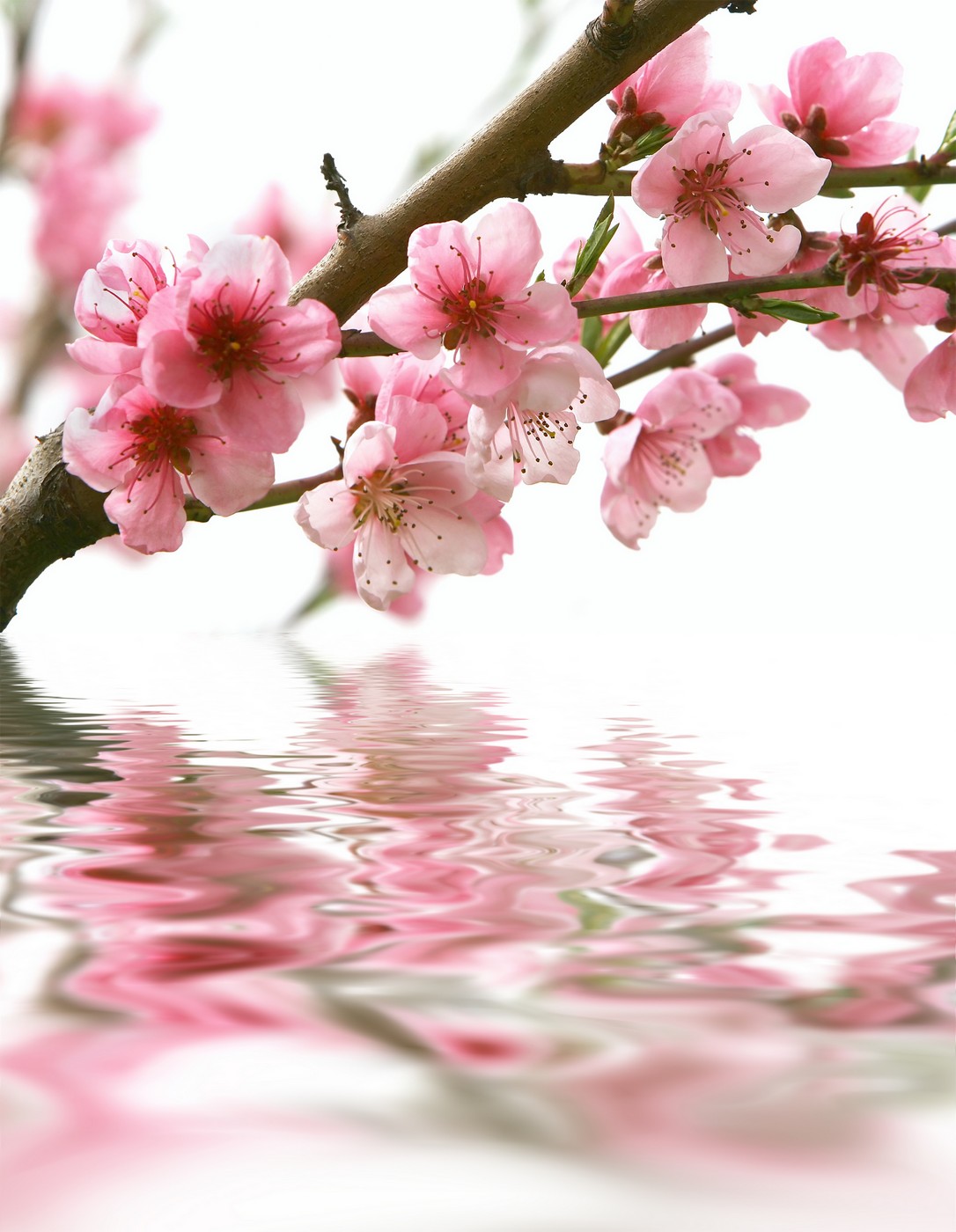 

BeHappy Фотообои: Сакура над водой flowers00067 Декор. штукатурка