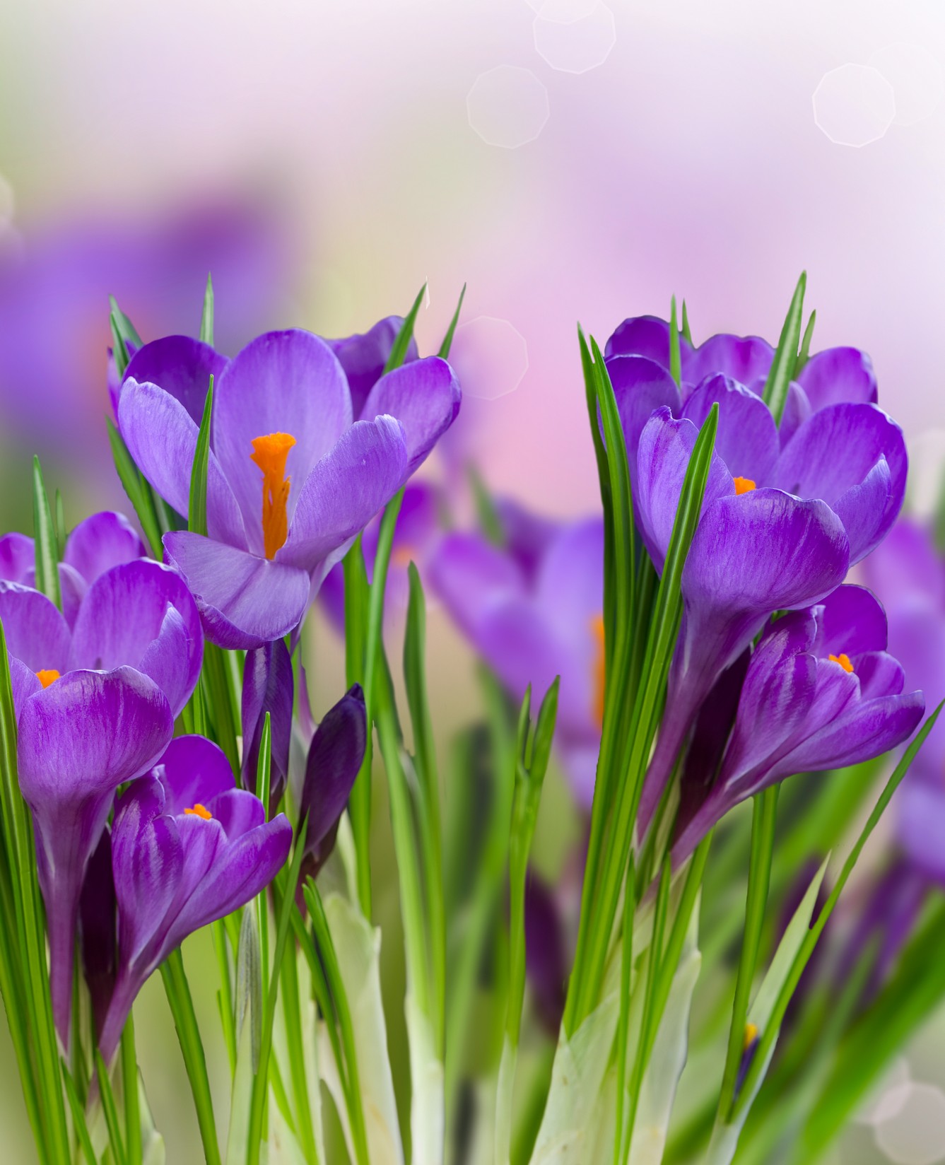 

BeHappy Фотообои: Фиолетовые цветы flowers00138 Глянец