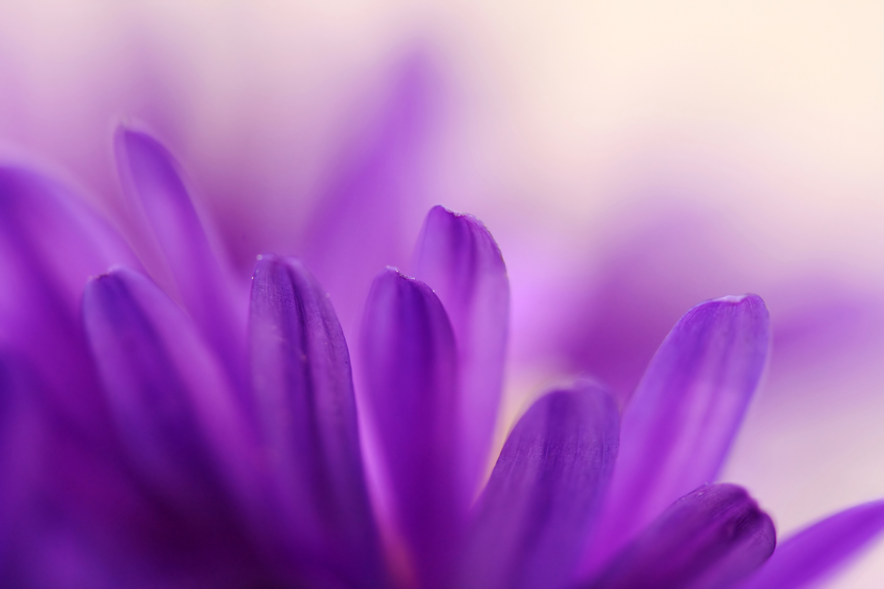 

BeHappy Фотообои: Сказочные лепестки NAT-033 Базальт
