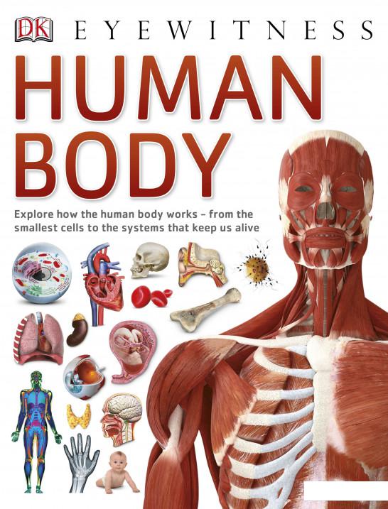 

Human Body (1119971)