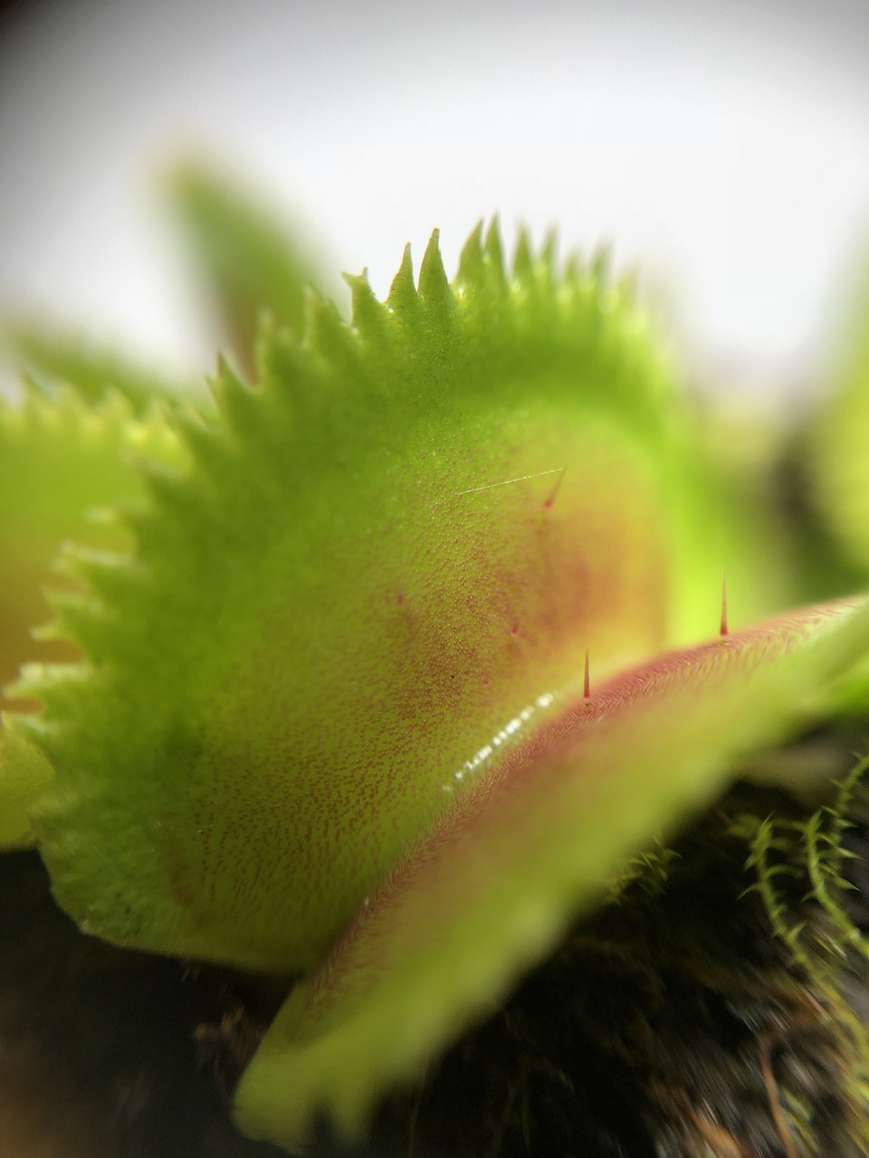 Растения Хищник Венерина мухоловка Дентата AlienPlants Dionaea muscipula  Dentate размер M – фото, отзывы, характеристики в интернет-магазине ROZETKA  от продавца: LADS | Купить в Украине: Киеве, Харькове, Днепре, Одессе,  Запорожье, Львове