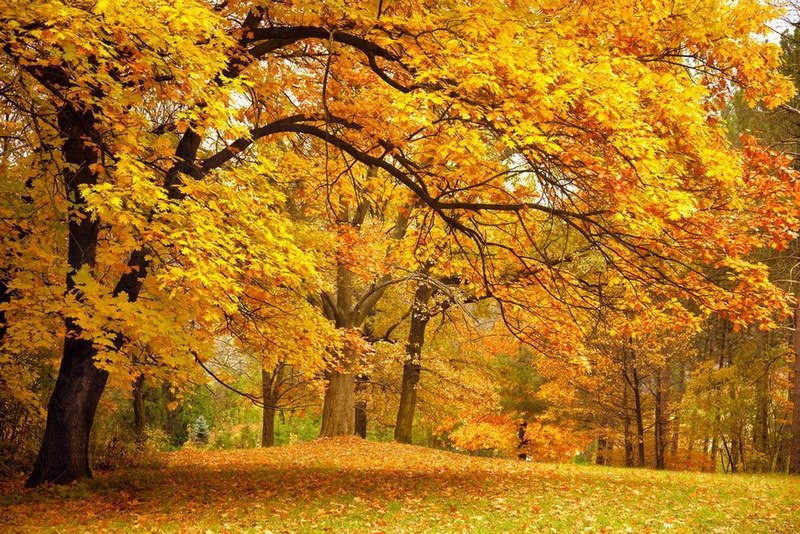 

Фотообои LaPrint Осень Шагрень (100899)