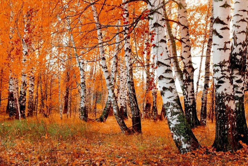 

Фотообои LaPrint Березовая роща Шагрень (100802)