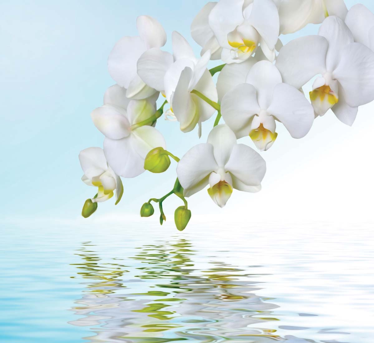 

Фотообои WS Wallpaper Орхидеи над водой 294*270 (31188) Песок