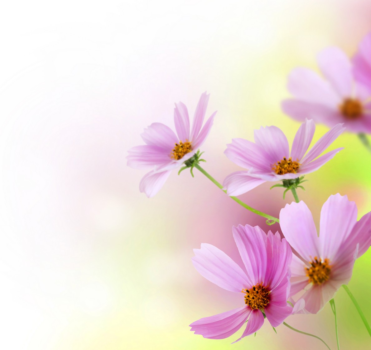 

BeHappy Фотообои: Розовые цветы flowers00021 Холст