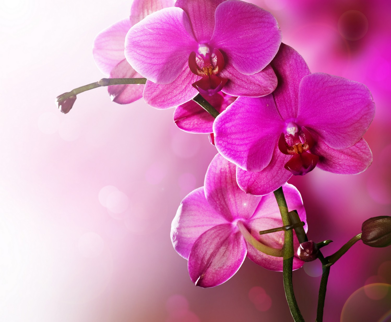 

BeHappy Фотообои: Чудесные орхидеи flowers00086 Холст