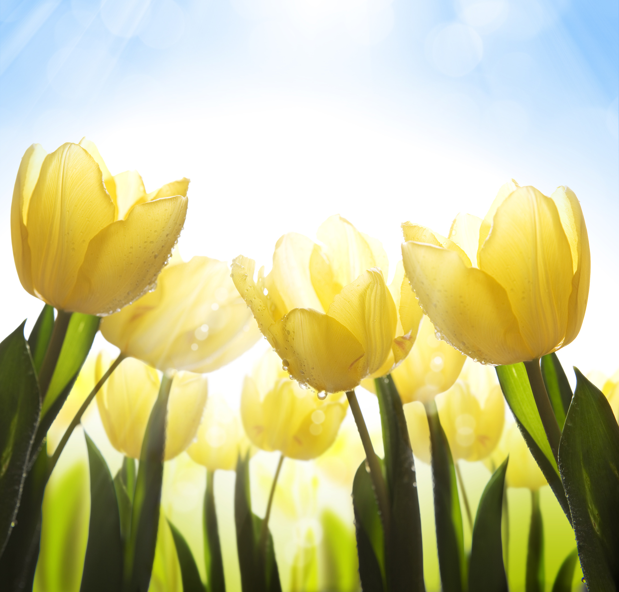 

BeHappy Фотообои: Жёлтые тюльпаны NAT-152 Холст