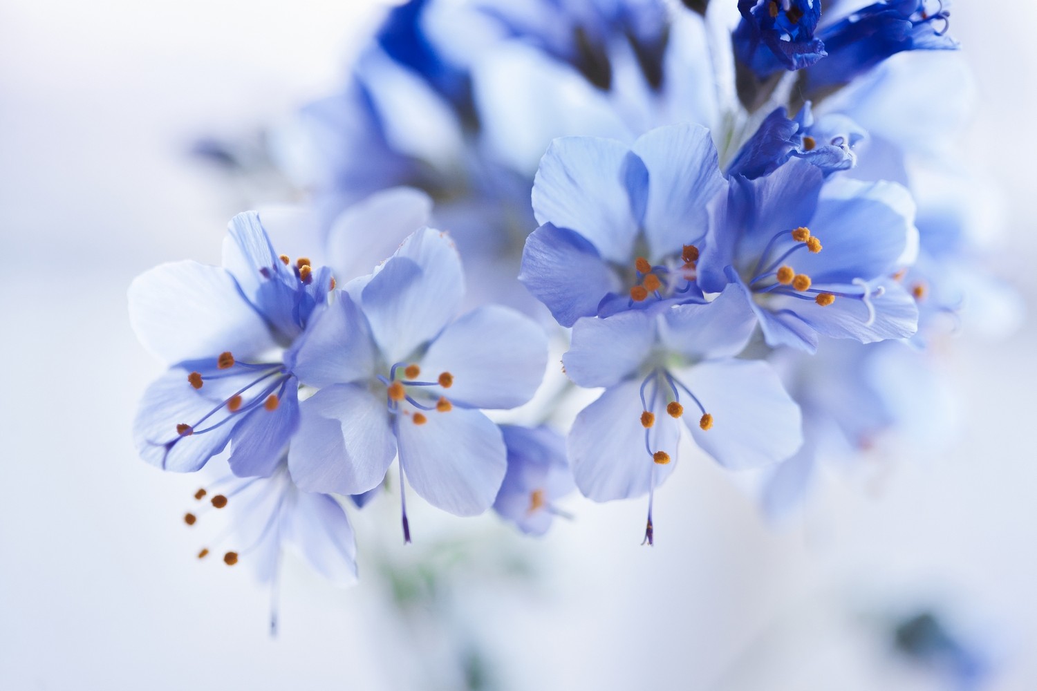 

BeHappy Фотообои: Синие цветы flowers00118 Холст