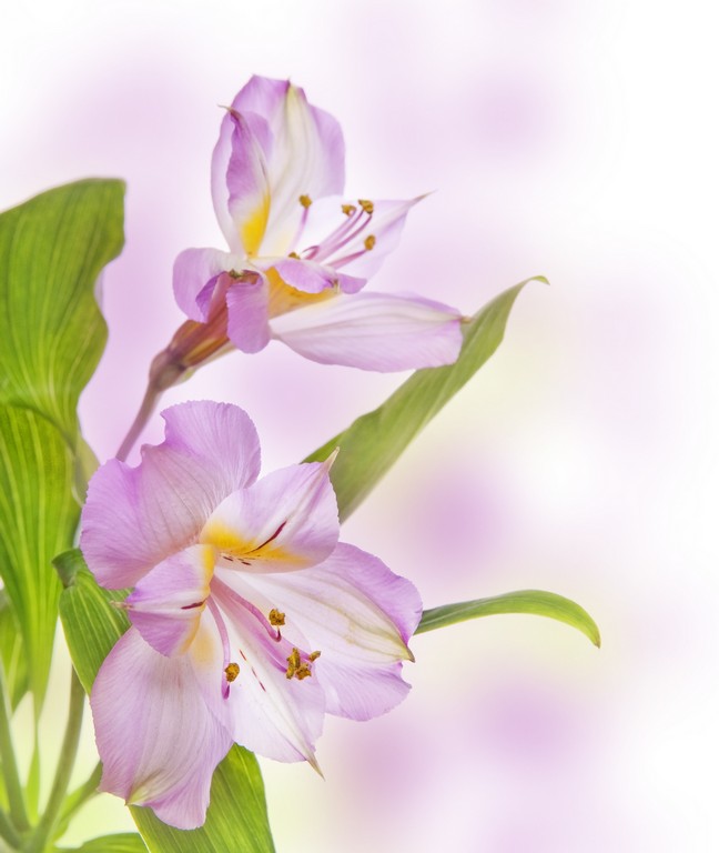 

BeHappy Фотообои: Нежные цветы flowers00023 Холст