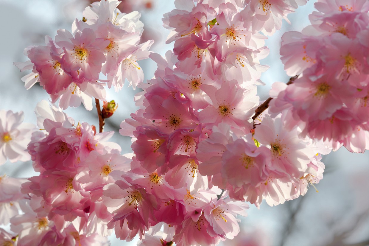 

BeHappy Фотообои: Цветение сакуры flowers00130 Холст