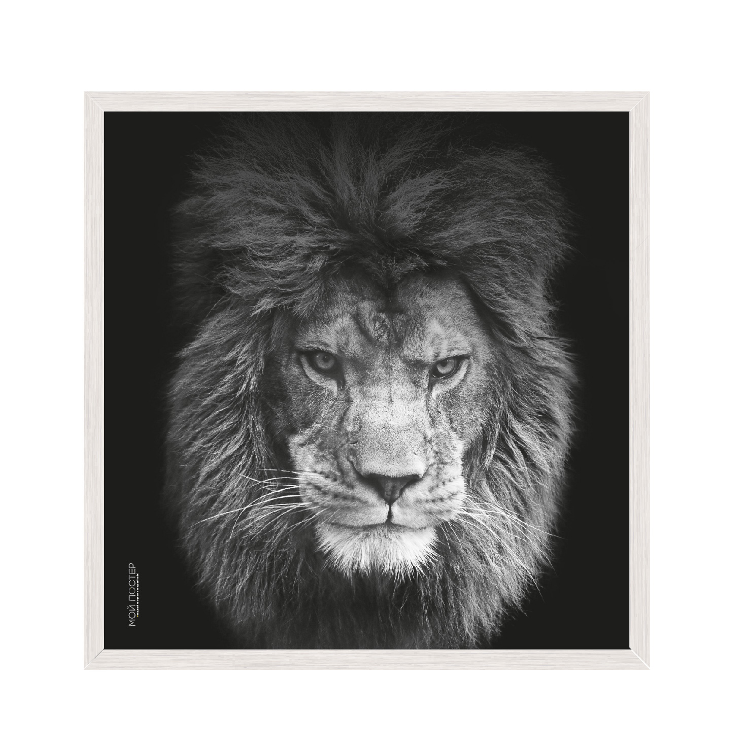 

Постер в рамке MY POSTER с антибликовым стеклом 45х45 см White "Lion vol 5."