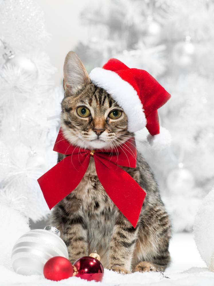 

Картина на холсте LaPrint Коты 60х90 см