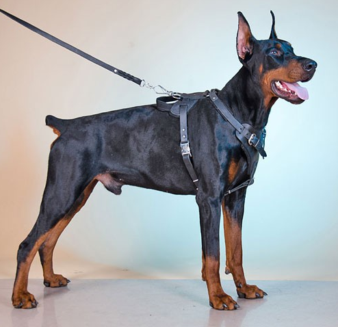 

Шлейка из натуральной кожи для собак Lockdog M (30-44 см) (zoo0000482) Черный