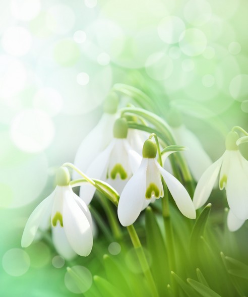 

BeHappy Фотообои: Подснежники flowers00015 Мозаика
