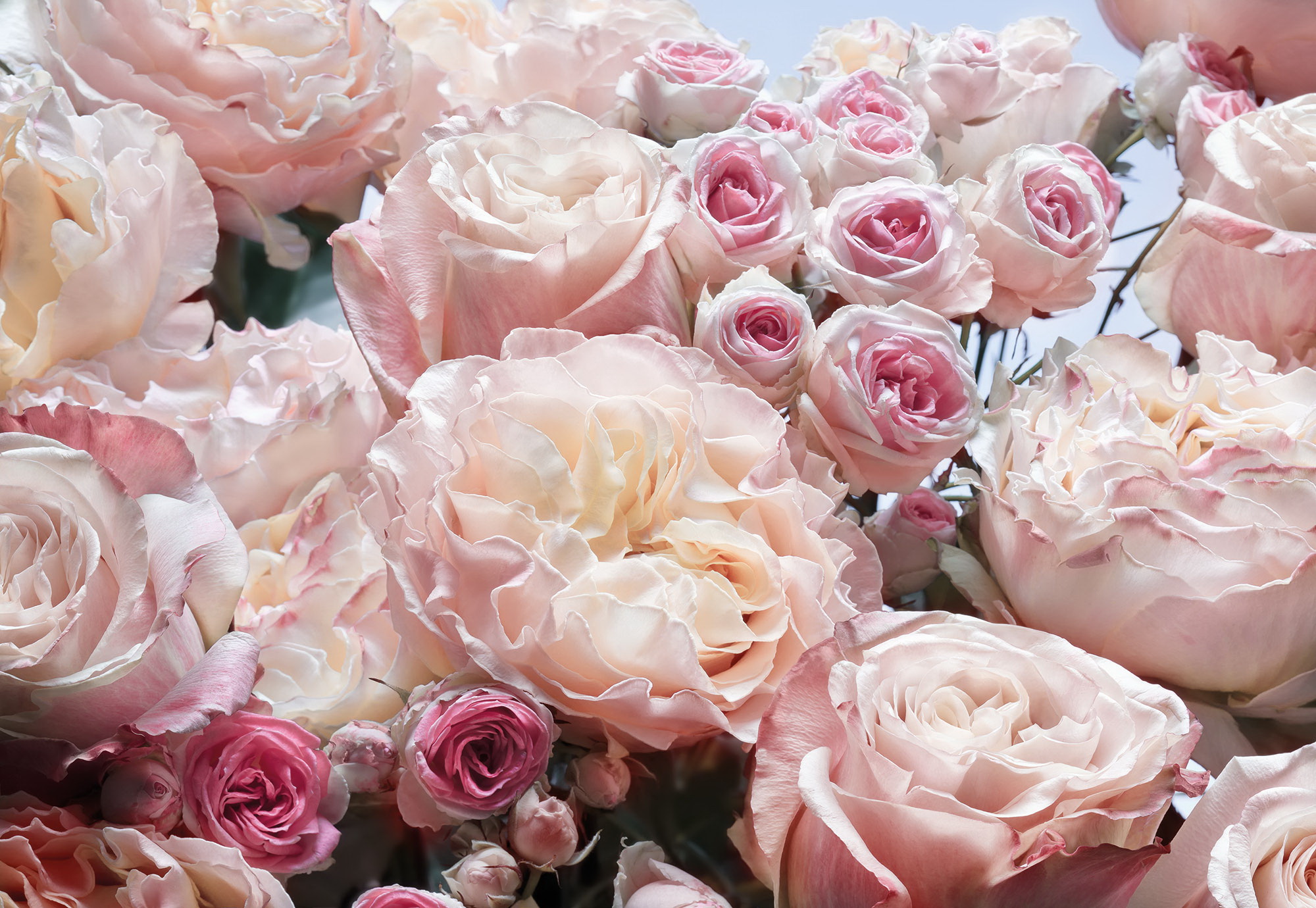 

Фотообои бумажные Komar Englische Rosen 368x254 см 8 сегментов (8-946)
