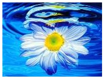 

Картина по номерам Ромашка в воде 40*50см Намалюй картину 3408