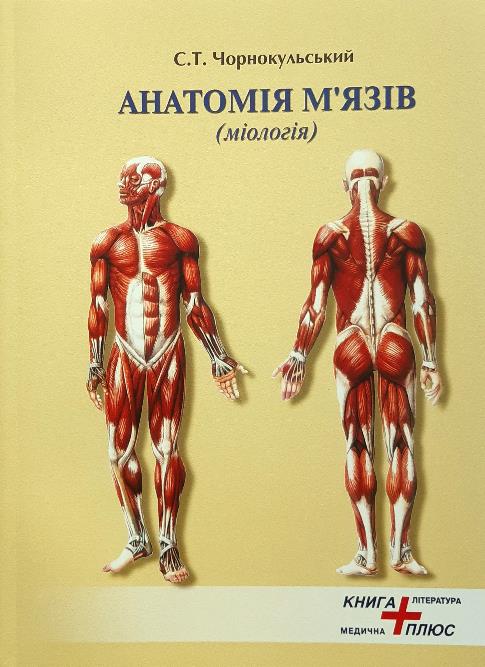 

Анатомія м'язів