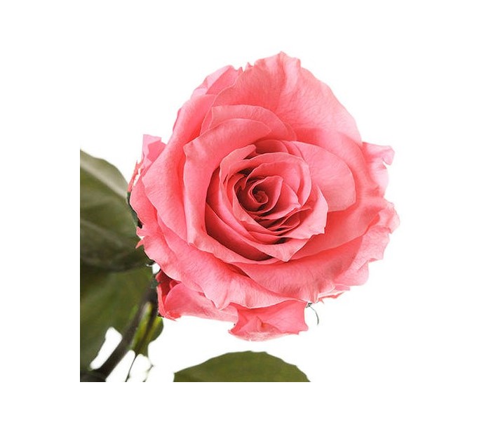 

роза долгосвежая розовый кварц 5 карат (короткий стебель)