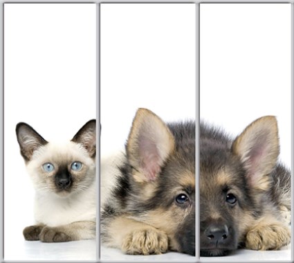 

Шкаф купе Luxe Studio Стандарт-1 Фотопечать Животные-1 2100x2400x450 трехдверный