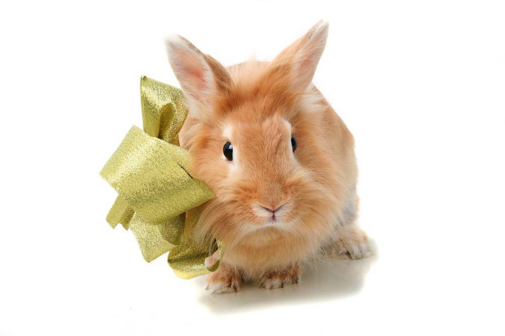 

Картина на холсте LaPrint Кролики 120х80 см