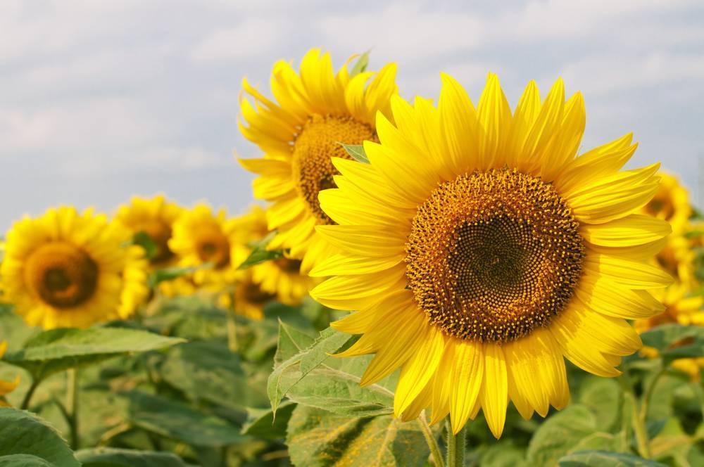 

Картина на холсте LaPrint Подсолнухи 120х80 см