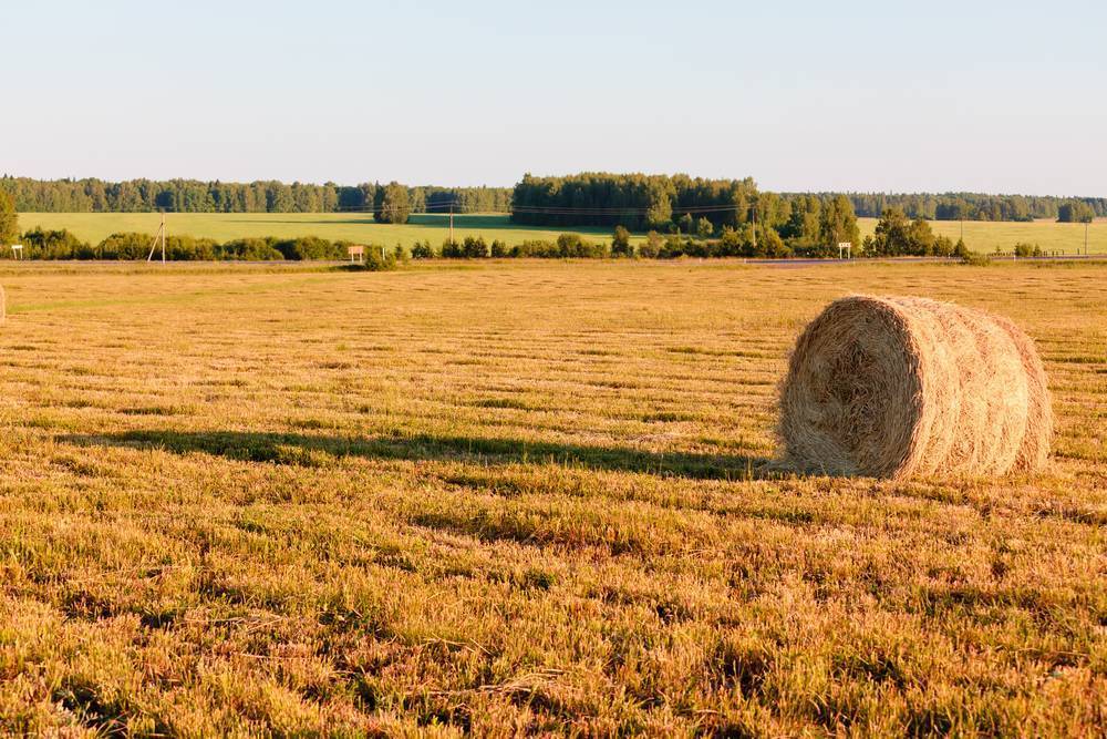 Простые поля. Рулон сена. Деревня поле сено. Поле с травой и стогами сена. Поля пшеницы обработанные.