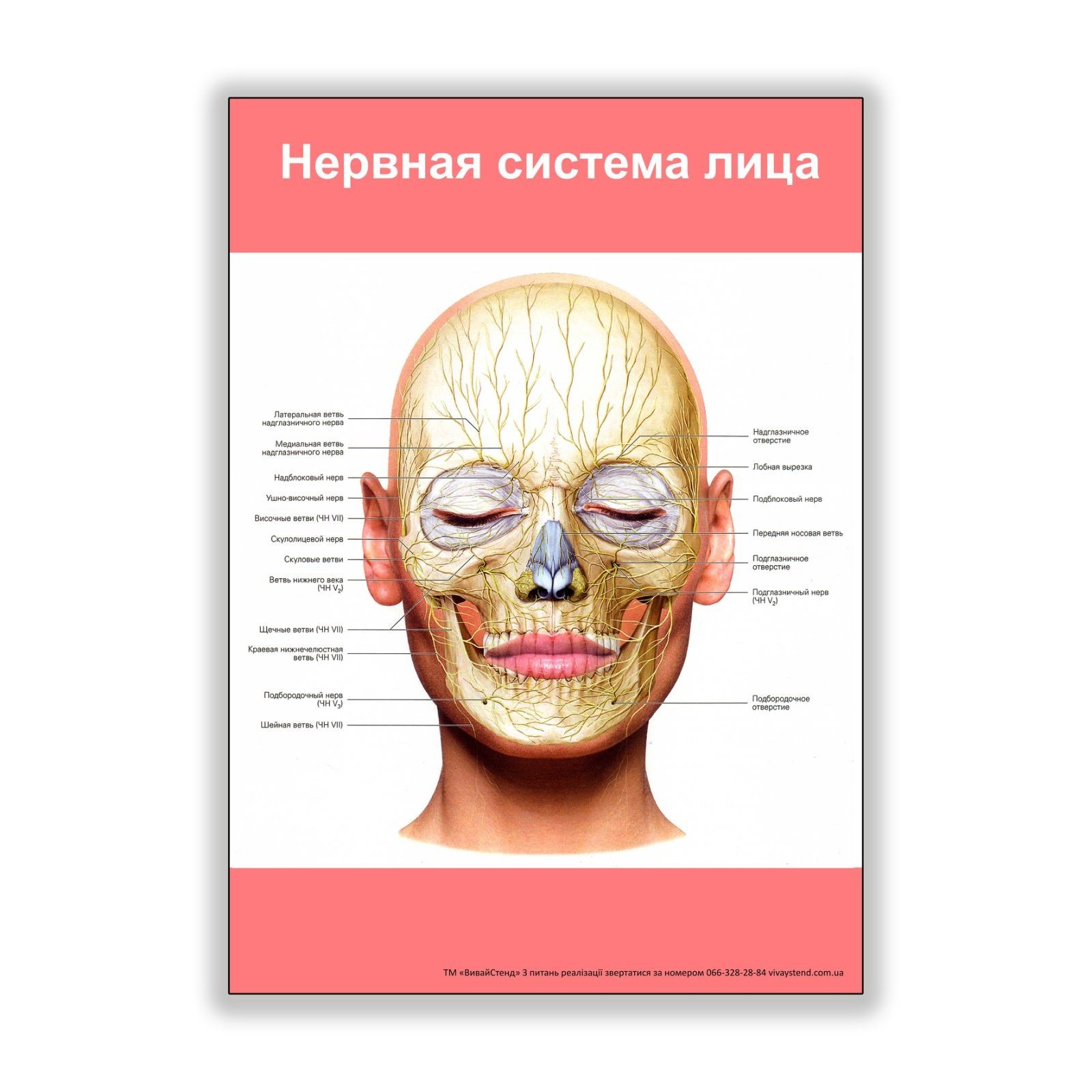 

Плакат Vivay Нервная система лица А1 (8258)