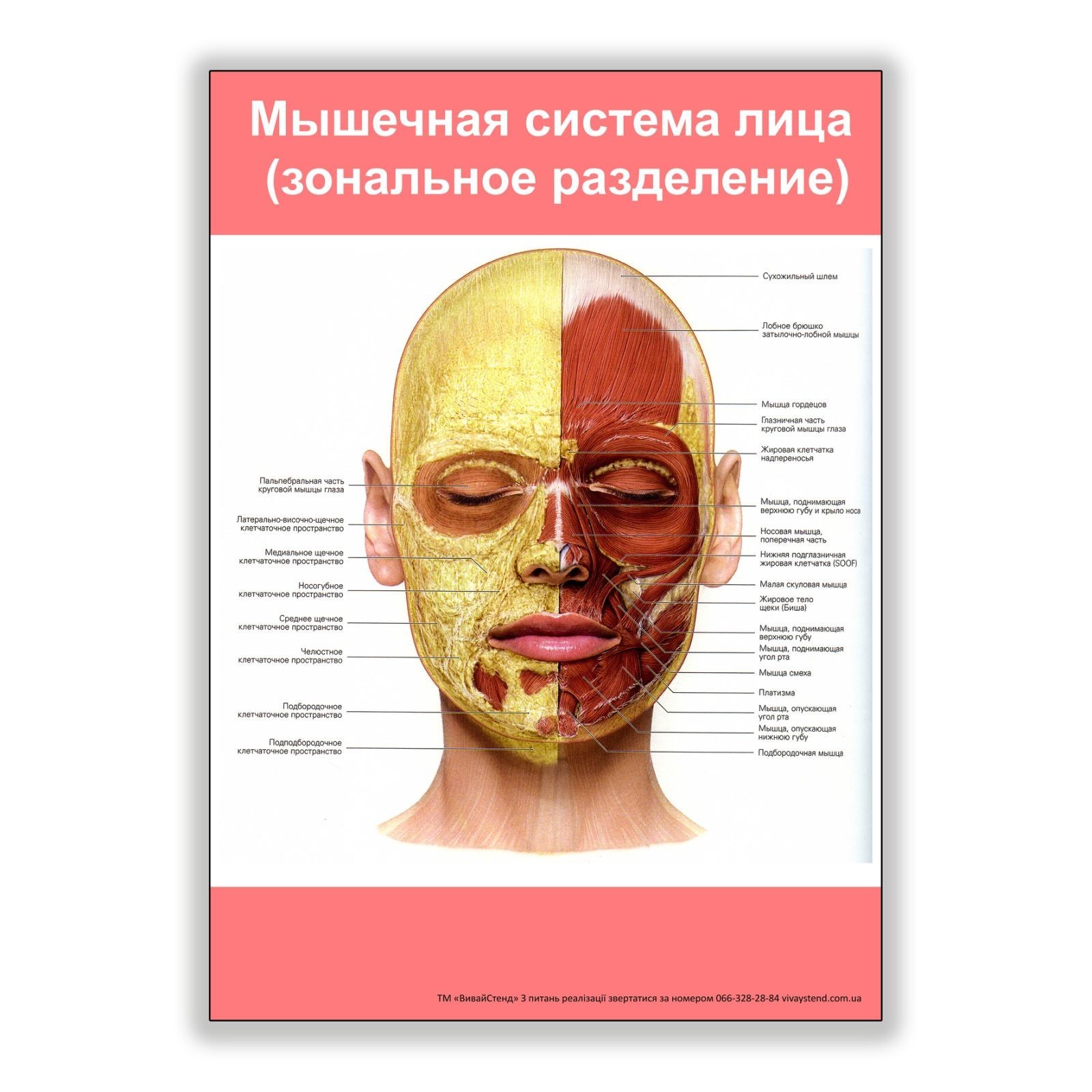 

Плакат Vivay Мышечная система лица (зональное разделение) А3 (8220)