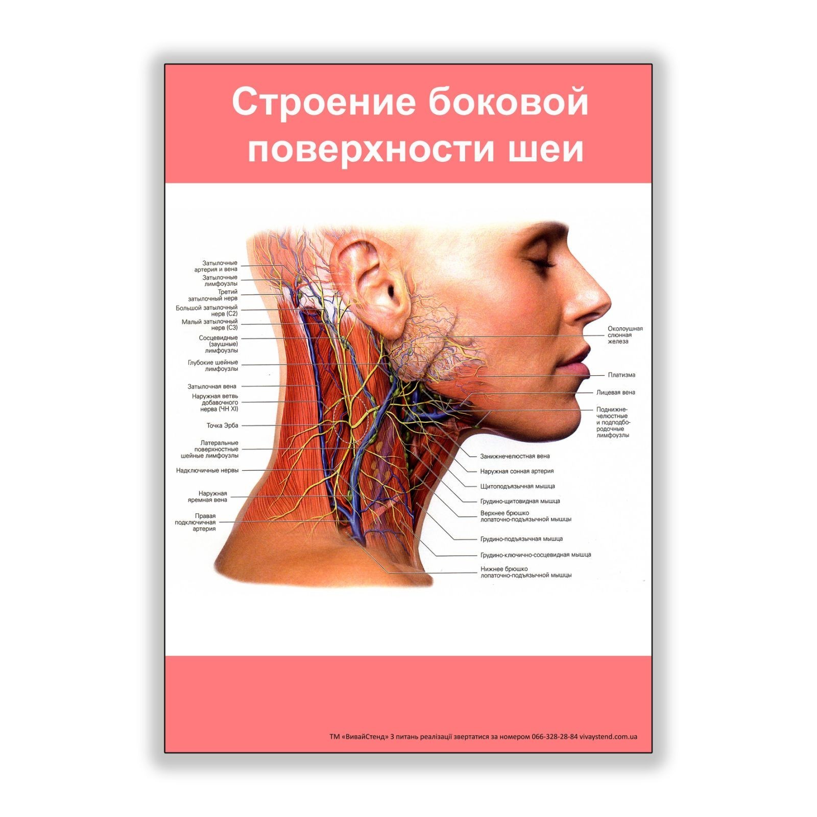 

Плакат Vivay Строение боковой поверхности шеи А0 (8153)