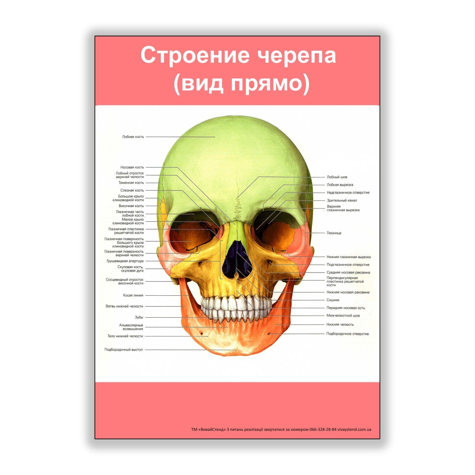 

Плакат Vivay Строение черепа (вид прямо) А3 (8164)
