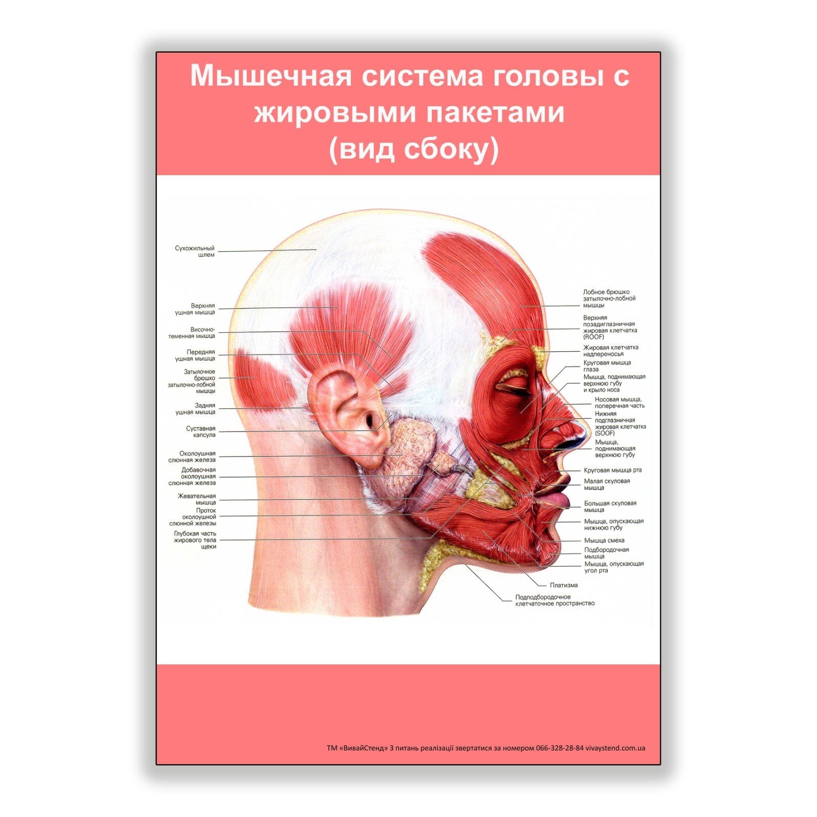 

Плакат Vivay Мышечная система головы с жировыми пакетами (вид сбоку) А1 (8226)