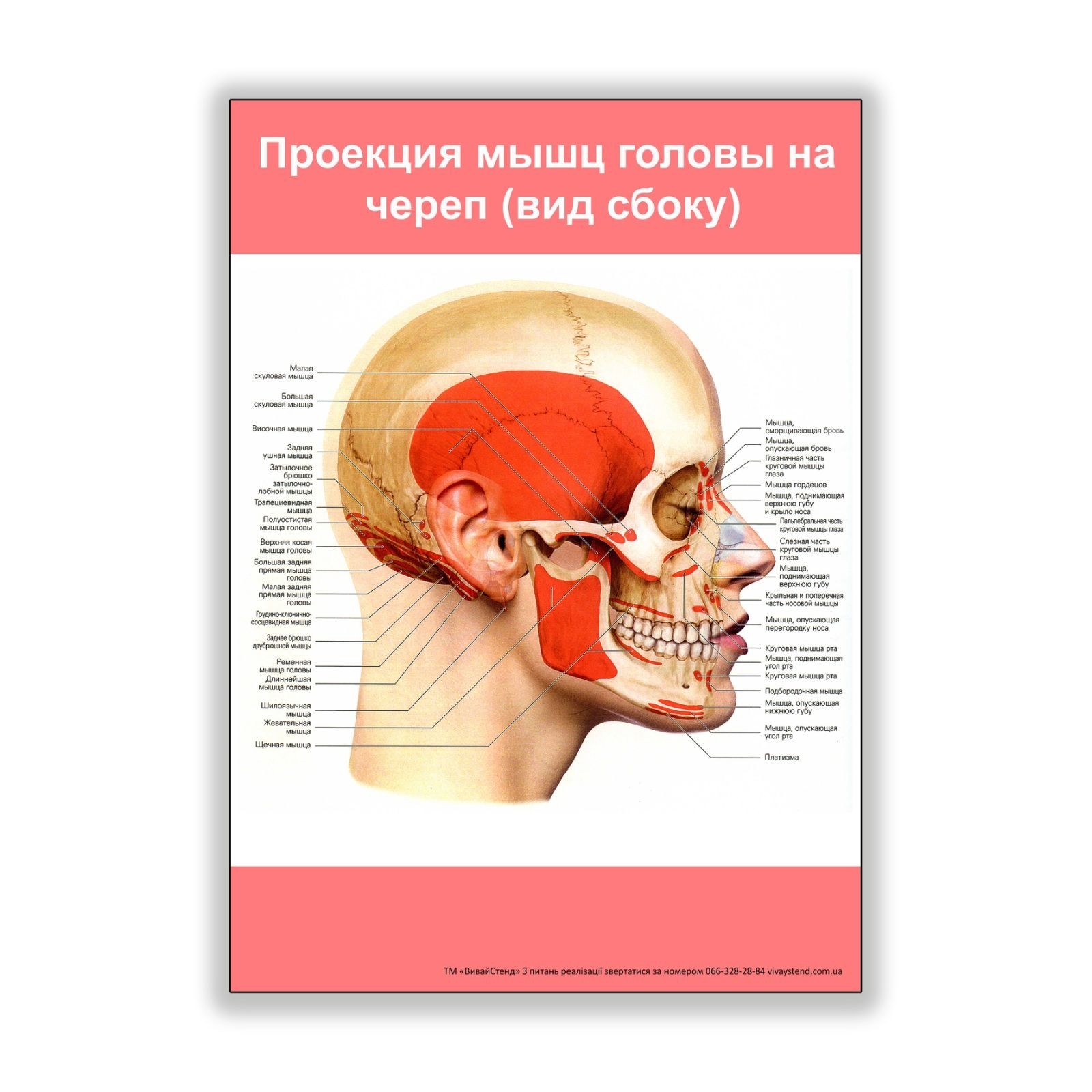 

Плакат Vivay Проекция мышц головы на череп (вид сбоку) А1 (8242)
