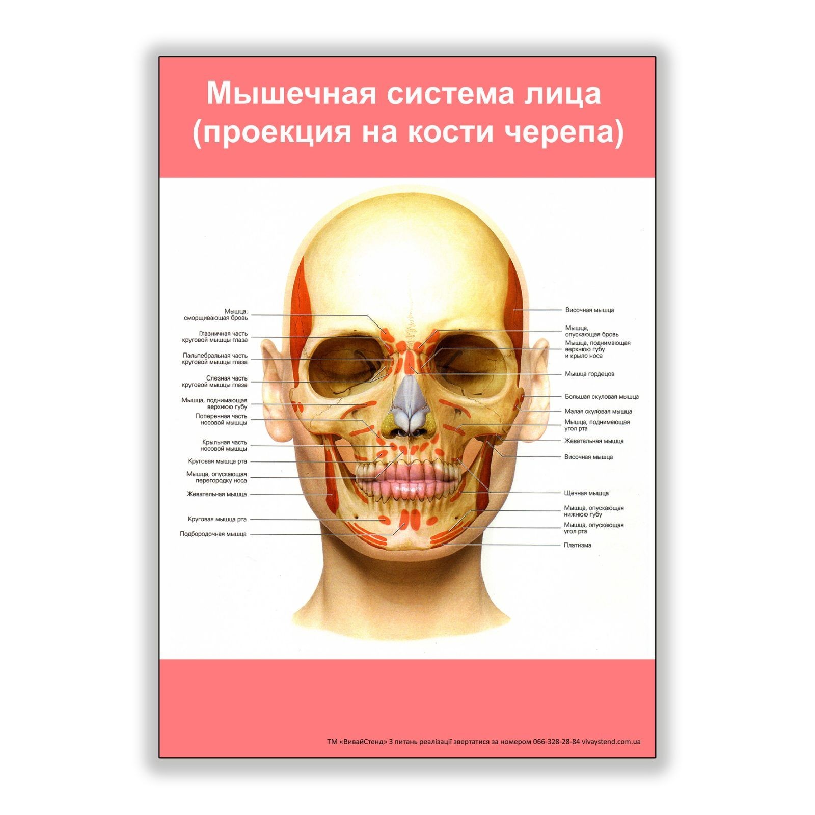 

Плакат Vivay Мышечная система лица (проекция на кости черепа) А1 (8202)